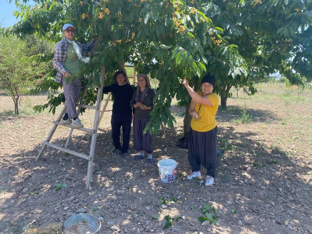 O kentte dağın tepesinde yetişiyor: Kilosu 80 TL! Kan dolaşımını hızlandırıyor, enerji veriyor 19